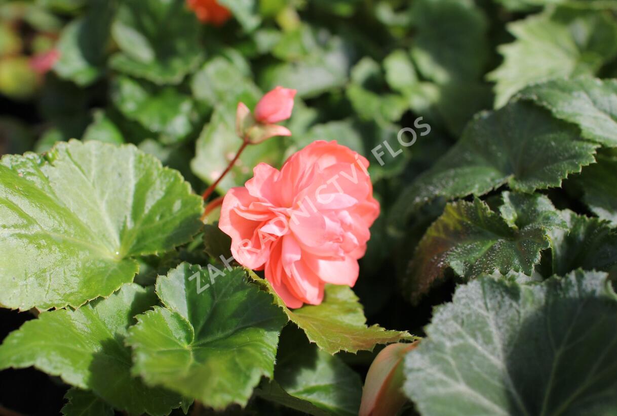 Begónie hlíznatá 'Illumination Salmon Pink' - Begonia tuberhybrida 'Illumination Salmon Pink'