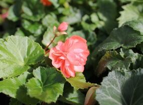 Begónie hlíznatá 'Illumination Salmon Pink' - Begonia tuberhybrida 'Illumination Salmon Pink'