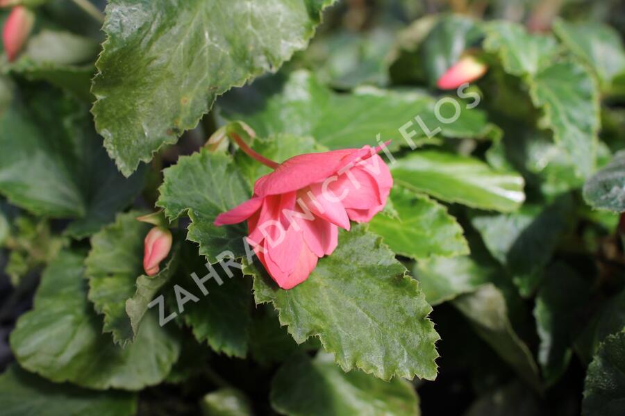 Begónie hlíznatá 'Illumination Rose' - Begonia tuberhybrida 'Illumination Rose'