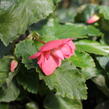 Begónie hlíznatá 'Illumination Rose' - Begonia tuberhybrida 'Illumination Rose'