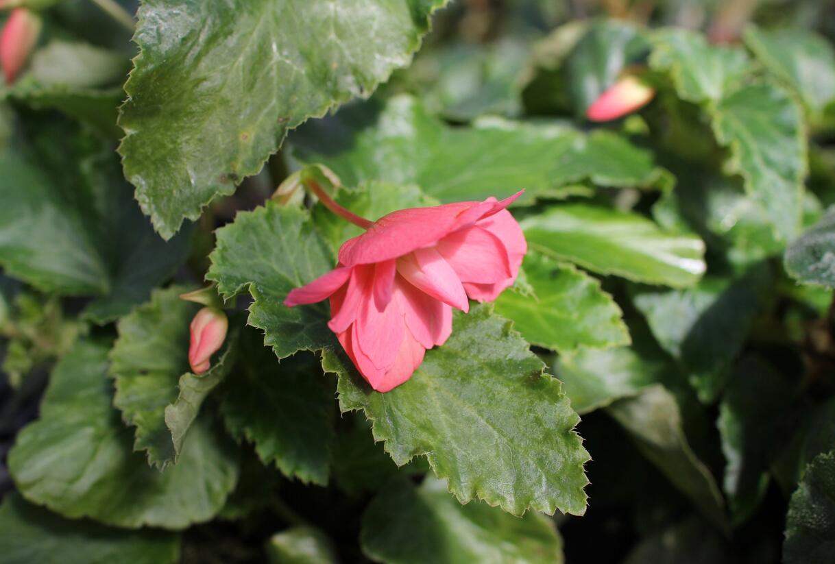 Begónie hlíznatá 'Illumination Rose' - Begonia tuberhybrida 'Illumination Rose'