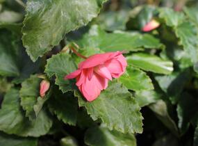 Begónie hlíznatá 'Illumination Rose' - Begonia tuberhybrida 'Illumination Rose'