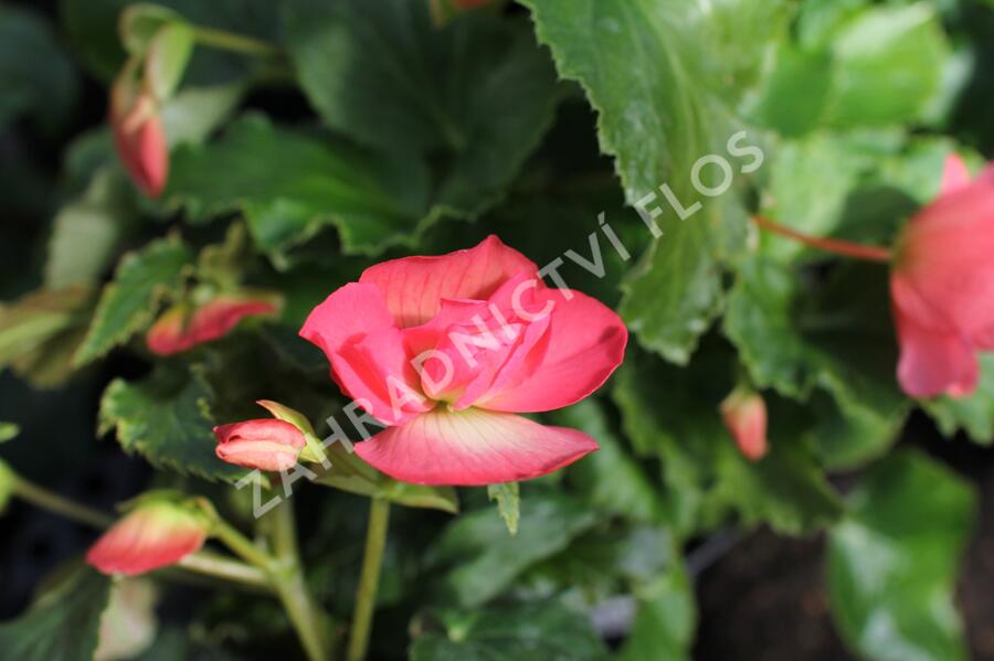 Begónie hlíznatá 'Illumination Rose' - Begonia tuberhybrida 'Illumination Rose'