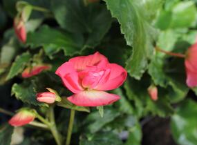 Begónie hlíznatá 'Illumination Rose' - Begonia tuberhybrida 'Illumination Rose'