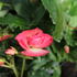 Begonia tuberhybrida 'Illumination Rose'_02.JPG