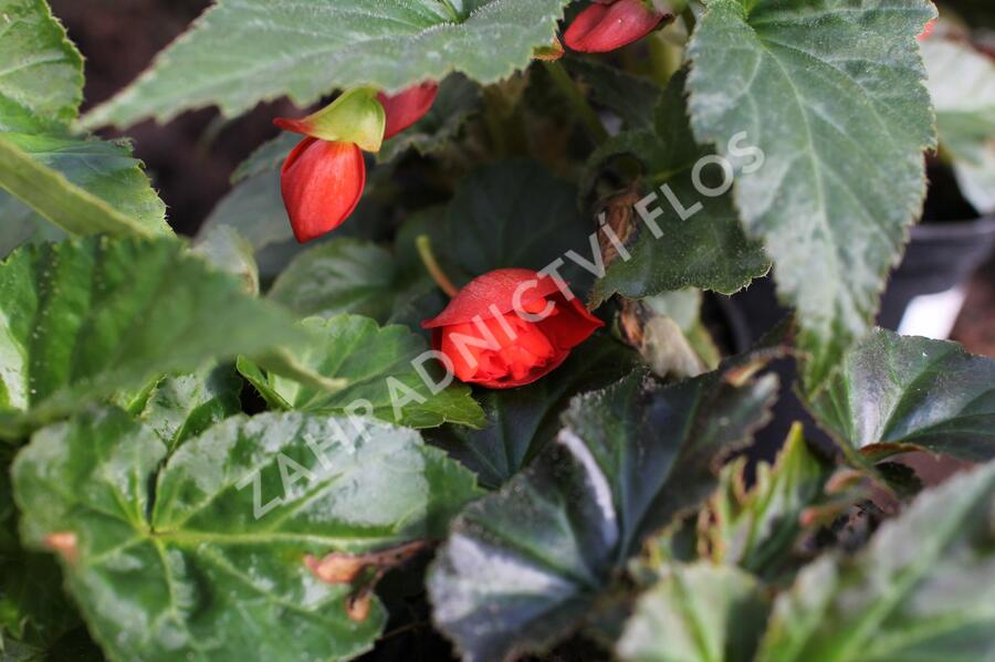 Begónie hlíznatá 'Illumination Orange' - Begonia tuberhybrida 'Illumination Orange'