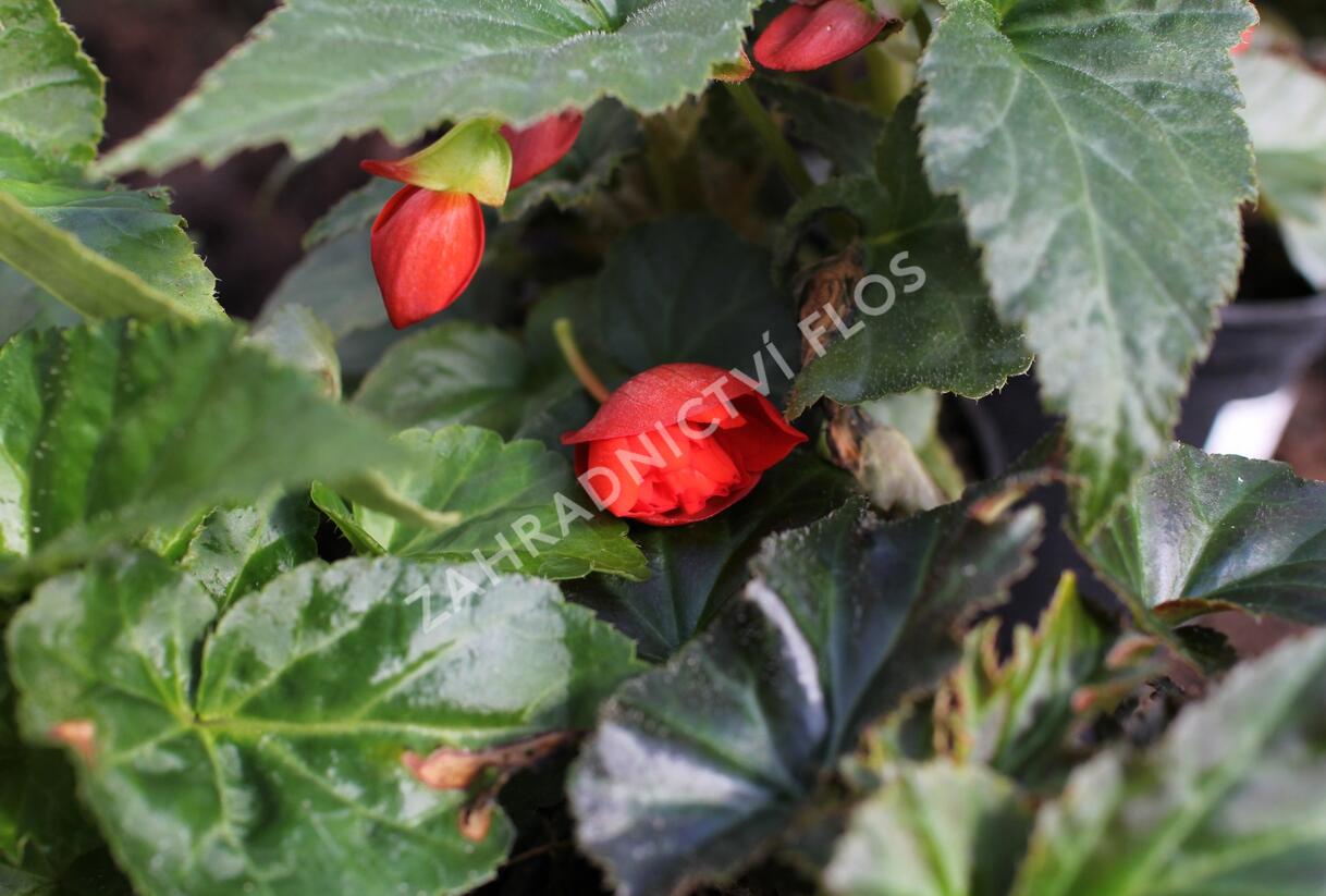 Begónie hlíznatá 'Illumination Orange' - Begonia tuberhybrida 'Illumination Orange'