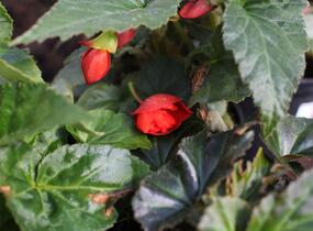 Begónie hlíznatá 'Illumination Orange' - Begonia tuberhybrida 'Illumination Orange'