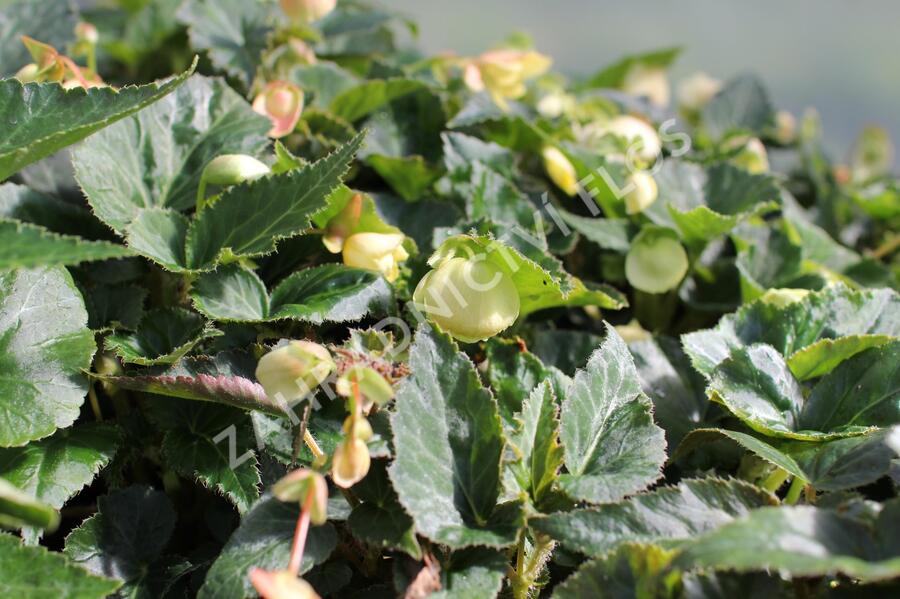 Begónie hlíznatá 'Illumination Lemon' - Begonia tuberhybrida 'Illumination Lemon'