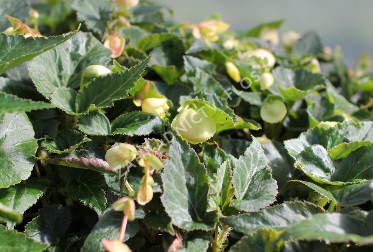 Begónie hlíznatá 'Illumination Lemon' - Begonia tuberhybrida 'Illumination Lemon'