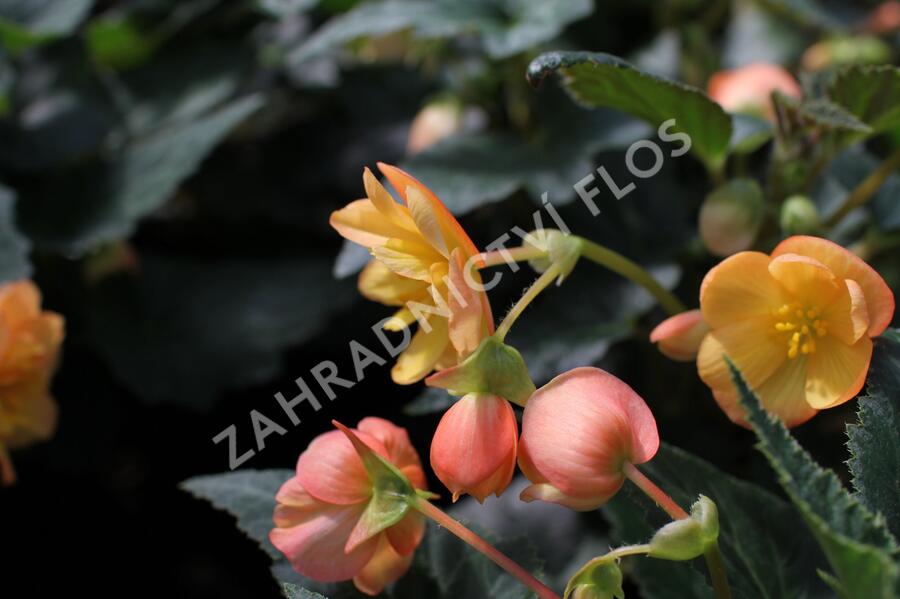 Begónie hlíznatá 'Illumination Apricot' - Begonia tuberhybrida 'Illumination Apricot'