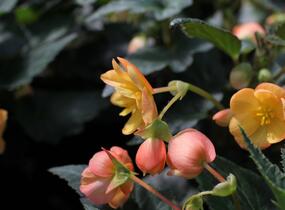 Begónie hlíznatá 'Illumination Apricot' - Begonia tuberhybrida 'Illumination Apricot'