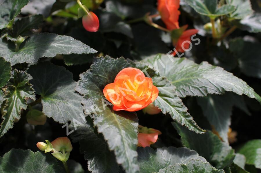 Begónie hlíznatá 'Illumination Apricot' - Begonia tuberhybrida 'Illumination Apricot'