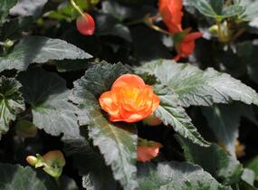 Begónie hlíznatá 'Illumination Apricot' - Begonia tuberhybrida 'Illumination Apricot'