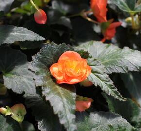 Begónie hlíznatá 'Illumination Apricot' - Begonia tuberhybrida 'Illumination Apricot'