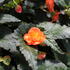 Begonia tuberhybrida 'Illumination Apricot'.JPG