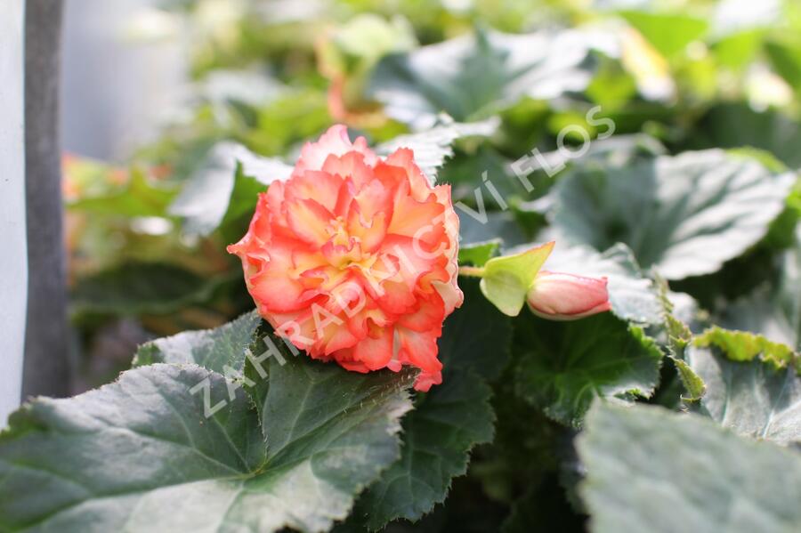 Begónie hlíznatá 'Illumination Golden Picotee' - Begonia tuberhybrida 'Illumination Golden Picotee'