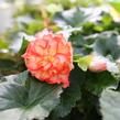 Begónie hlíznatá 'Illumination Golden Picotee' - Begonia tuberhybrida 'Illumination Golden Picotee'