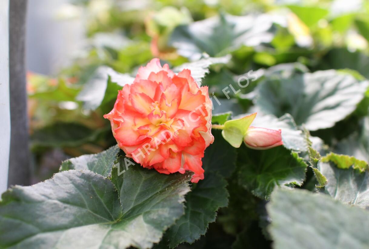 Begónie hlíznatá 'Illumination Golden Picotee' - Begonia tuberhybrida 'Illumination Golden Picotee'