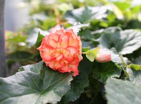Begónie hlíznatá 'Illumination Golden Picotee' - Begonia tuberhybrida 'Illumination Golden Picotee'