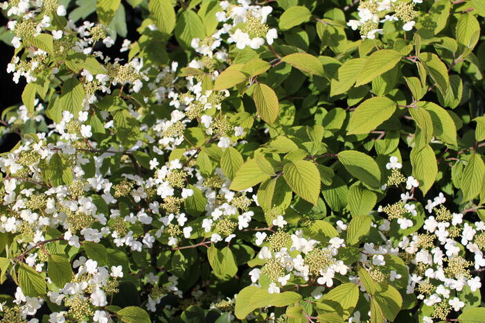 Kalina japonská 'Mariesii' - Viburnum plicatum 'Mariesii'