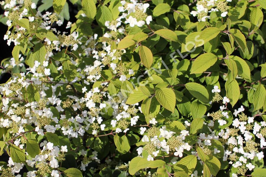 Kalina japonská 'Mariesii' - Viburnum plicatum 'Mariesii'