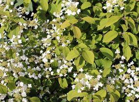 Kalina japonská 'Mariesii' - Viburnum plicatum 'Mariesii'