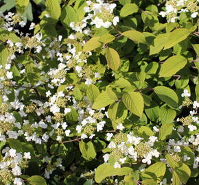 Kalina japonská 'Mariesii' - Viburnum plicatum 'Mariesii'