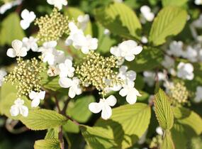 Kalina japonská 'Mariesii' - Viburnum plicatum 'Mariesii'