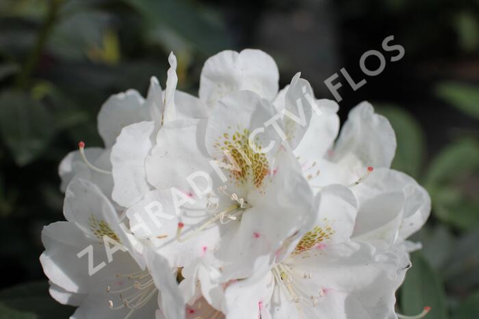 Pěnišník 'Porzellan' - Rhododendron (Y) 'Porzellan'