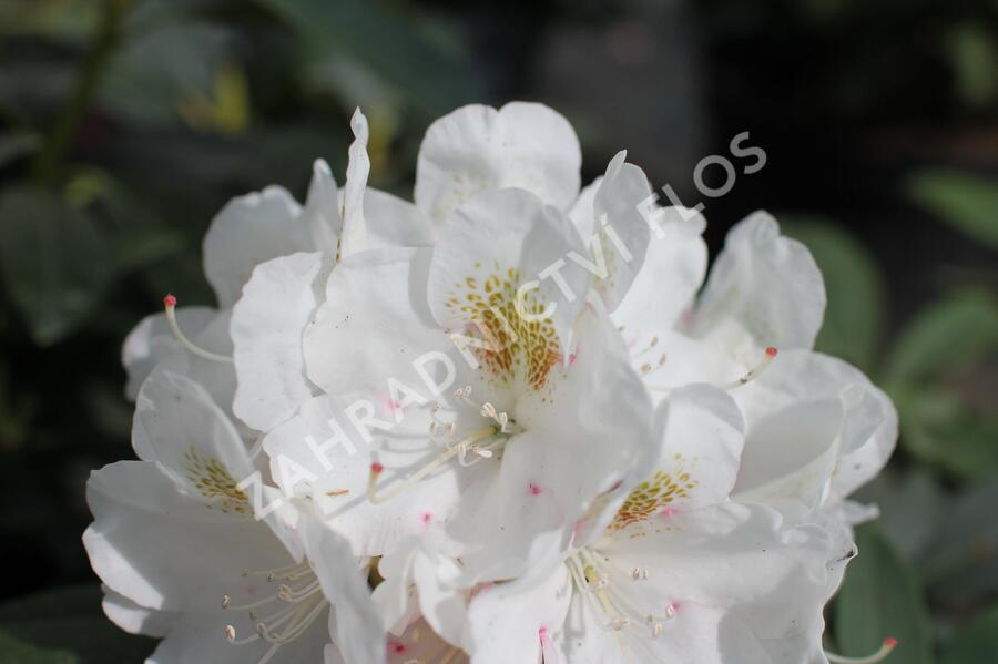 Pěnišník 'Porzellan' - Rhododendron (Y) 'Porzellan'