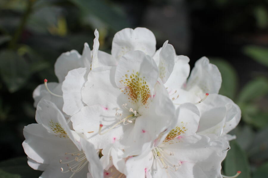 Pěnišník 'Porzellan' - Rhododendron (Y) 'Porzellan'