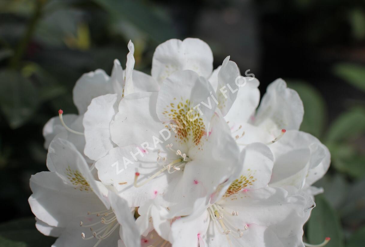 Pěnišník 'Porzellan' - Rhododendron (Y) 'Porzellan'