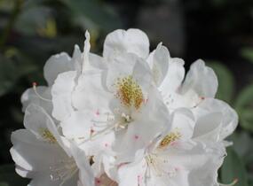 Pěnišník 'Porzellan' - Rhododendron (Y) 'Porzellan'