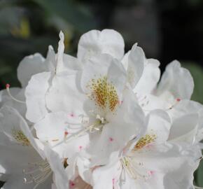 Pěnišník 'Porzellan' - Rhododendron (Y) 'Porzellan'