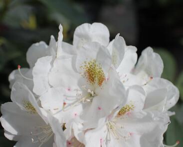 Pěnišník 'Porzellan'