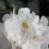 Rhododendron (Y) 'Porzellan'_02.JPG
