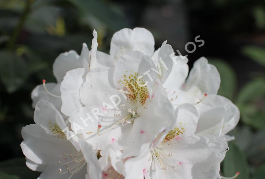 Pěnišník 'Porzellan' - Rhododendron (Y) 'Porzellan'