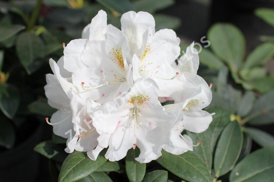 Pěnišník 'Porzellan' - Rhododendron (Y) 'Porzellan'