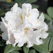 Pěnišník 'Porzellan' - Rhododendron (Y) 'Porzellan'