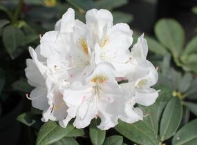 Pěnišník 'Porzellan' - Rhododendron (Y) 'Porzellan'