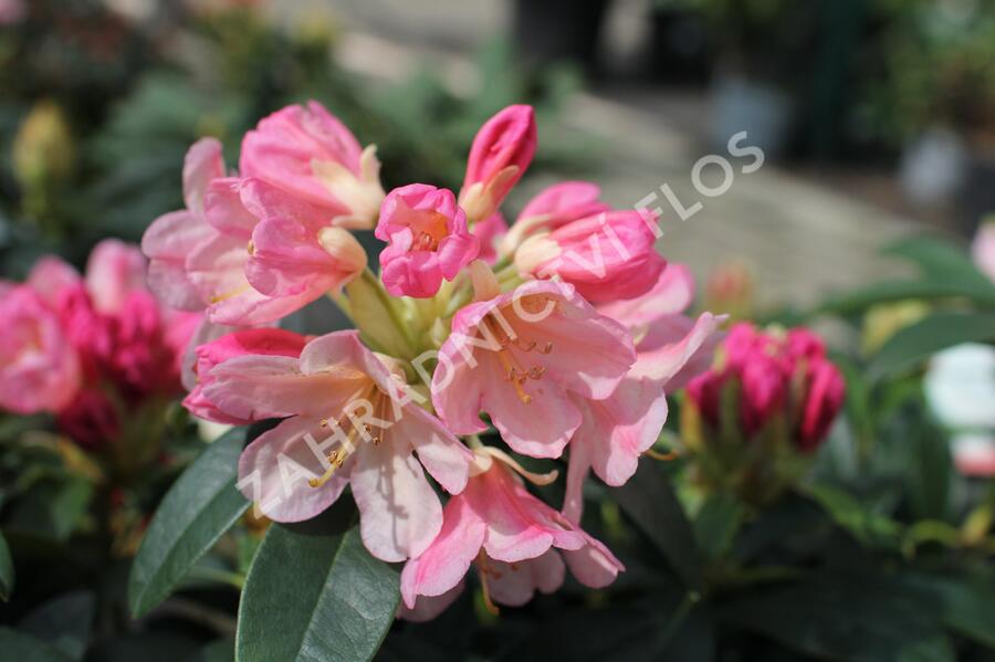 Pěnišník 'Percy Wiseman' - Rhododendron (Y) 'Percy Wiseman'
