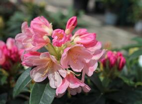 Pěnišník 'Percy Wiseman' - Rhododendron (Y) 'Percy Wiseman'