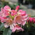 Rhododendron (Y) 'Percy Wiseman'_02.JPG