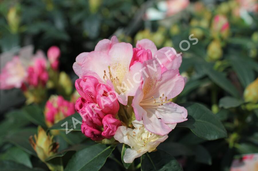 Pěnišník 'Percy Wiseman' - Rhododendron (Y) 'Percy Wiseman'