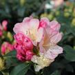 Pěnišník 'Percy Wiseman' - Rhododendron (Y) 'Percy Wiseman'