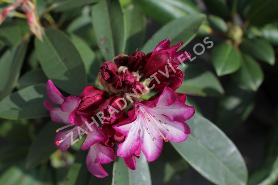 Pěnišník 'Hans Hachmann' - Rhododendron 'Hans Hachmann'