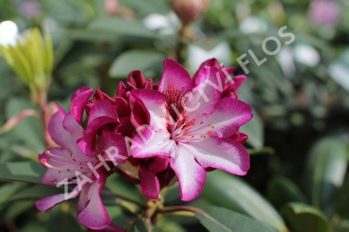 Pěnišník 'Hans Hachmann' - Rhododendron 'Hans Hachmann'