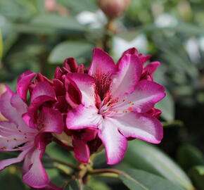 Pěnišník 'Hans Hachmann' - Rhododendron 'Hans Hachmann'