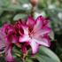 Rhododendron 'Hans Hachmann'.JPG